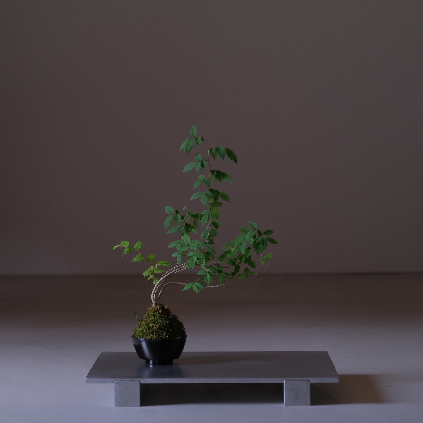 花台 / 岩下慧